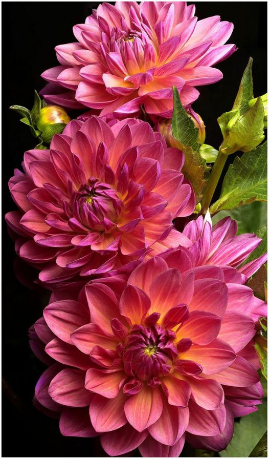 георгины - георгин, цветы - оригинал