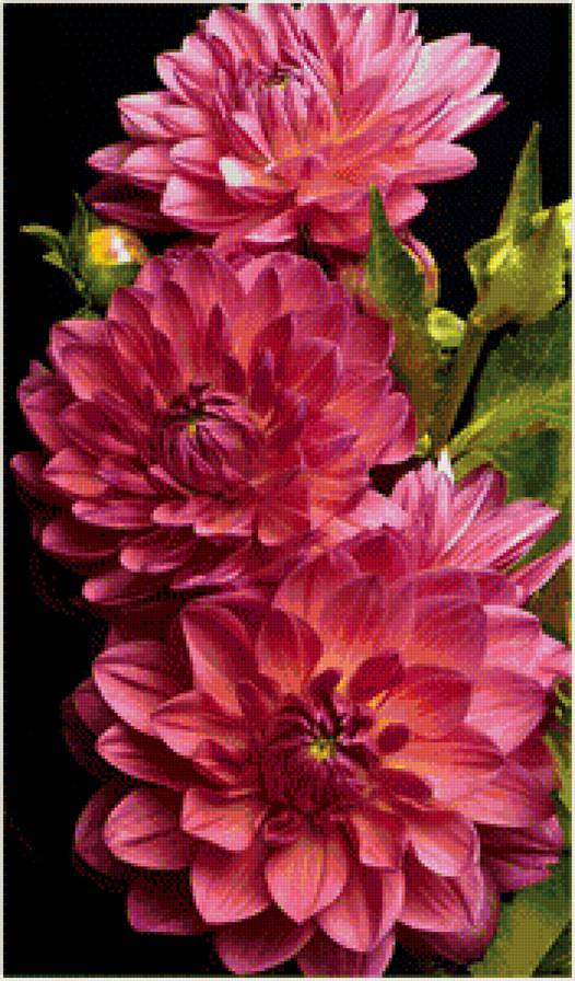 георгины - цветы, георгин - предпросмотр