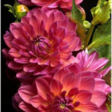 Схема вышивки «георгины»