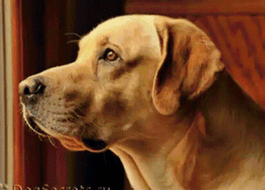 лабрадор - собака, лабрадор - предпросмотр