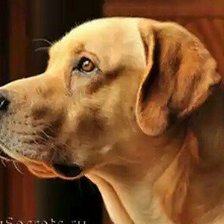 Схема вышивки «лабрадор»