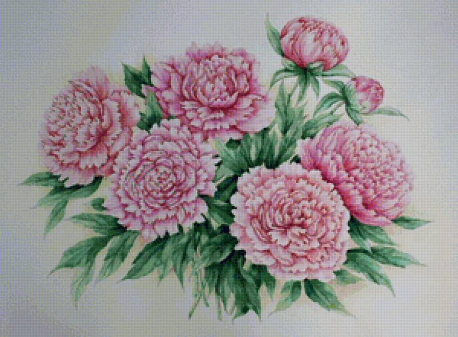 букет пионов - предпросмотр