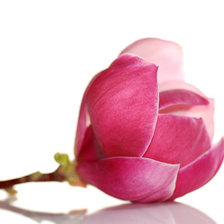 Схема вышивки «бутон магнолии»