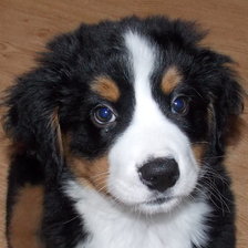 Схема вышивки «щенок берна»