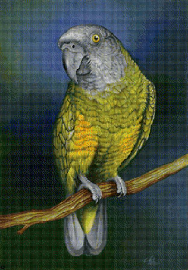 Попугайчик - птицы - предпросмотр