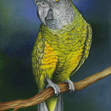 Схема вышивки «Попугайчик»