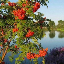 Схема вышивки «№1172979»