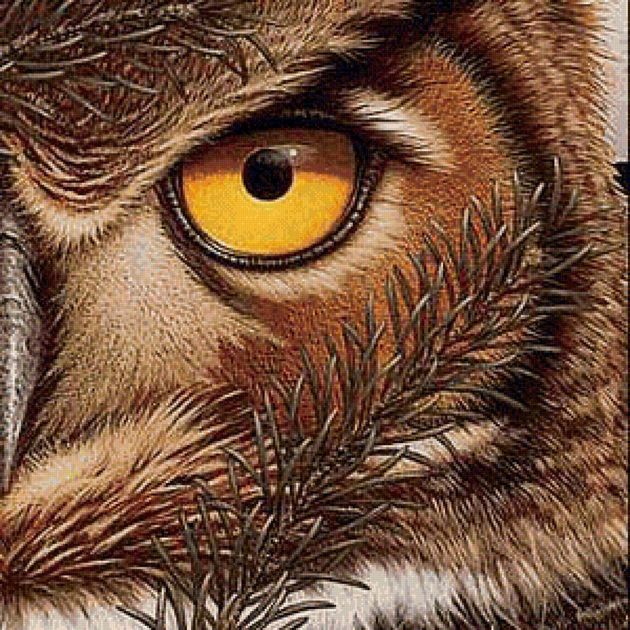 Хищный взгляд - птицы - предпросмотр