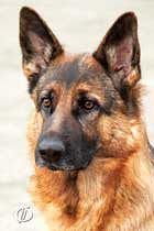 Схема вышивки «овчарка»