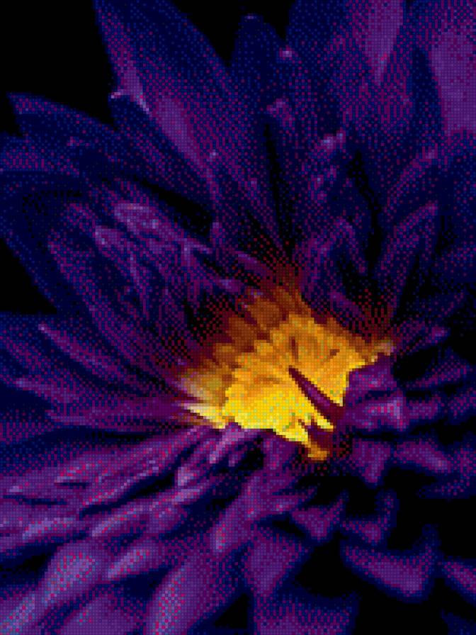 Синяя ромашка - синяя ромашка - предпросмотр