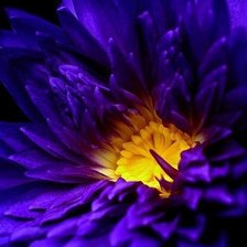 Синяя ромашка