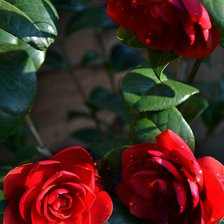 Красные цветы