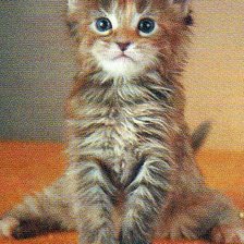 Схема вышивки «Котенок с бусами»