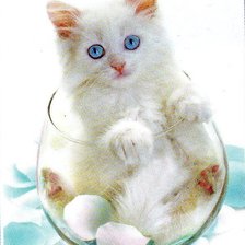 Схема вышивки «котенок в бокале»