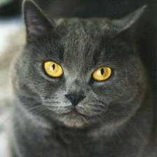 Схема вышивки «британский голубой кот»