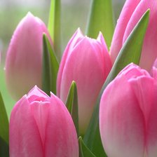 Цветы тюльпаны