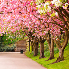 Схема вышивки «вишня в цвету»
