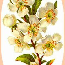 Веточка цветущая