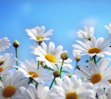 Схема вышивки «Нежные ромашки»