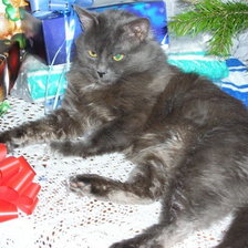 Схема вышивки «Серый котик»