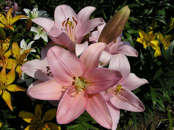 Лилии - вышивание крестиком, садовые цветы, розовые лилии, лилия, цветы - оригинал