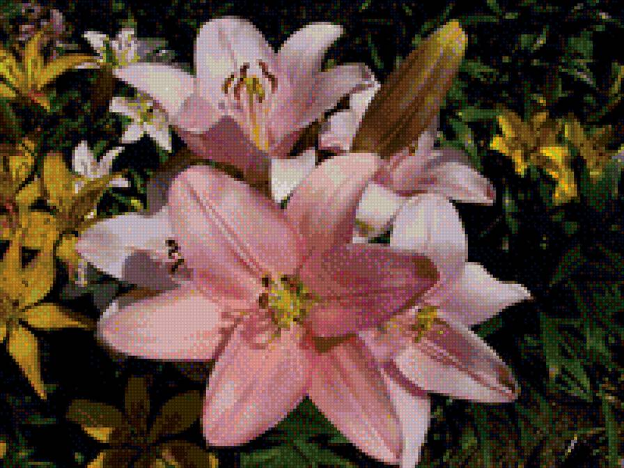 Лилии - розовые лилии, вышивание крестиком, цветы, лилия, садовые цветы - предпросмотр
