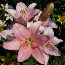 Схема вышивки «Лилии»