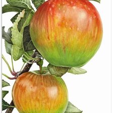 Схема вышивки «№1175479»