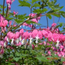 Схема вышивки «Дицентра»