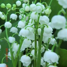 Схема вышивки «Ландыши»