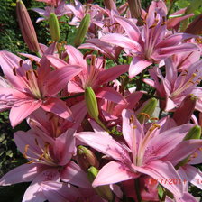 Схема вышивки «Лилии»