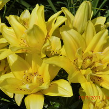 Схема вышивки «Лилии»