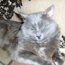 Схема вышивки «кот»