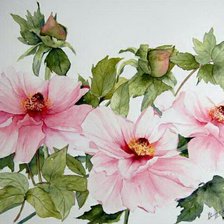 Схема вышивки «розовые пионы»