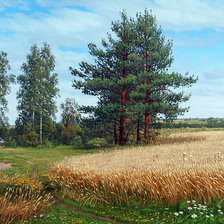 Схема вышивки «летний день»