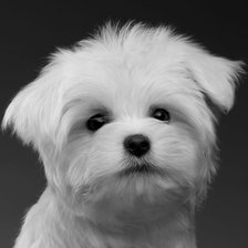 Схема вышивки «моня чб»