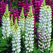 Схема вышивки «люпины»