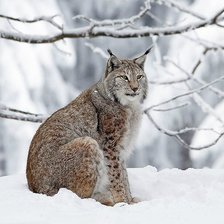 Схема вышивки «рысь»