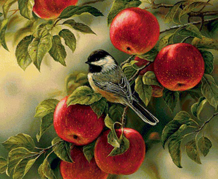синичка с яблоками - птицы, яблоки., синица - предпросмотр