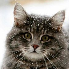 Схема вышивки «на прогулке»