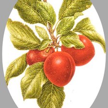 Схема вышивки «Алыча»