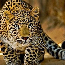 Большая кошка