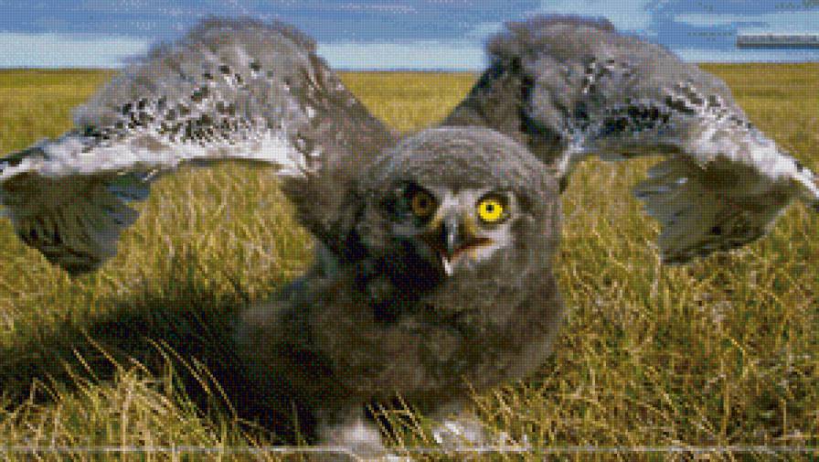 Сова - сова, природа, пейзаж, птицы - предпросмотр