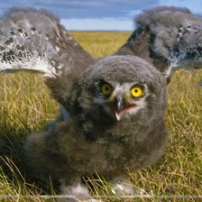 Схема вышивки «Сова»