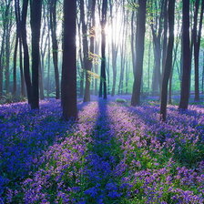 Схема вышивки «Синие пролиски»