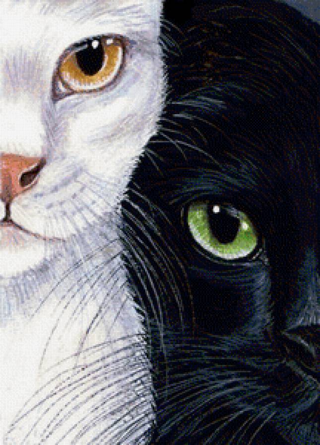 инь-ян - кошки, кошка, инь-ян, пара, домашние животные - предпросмотр