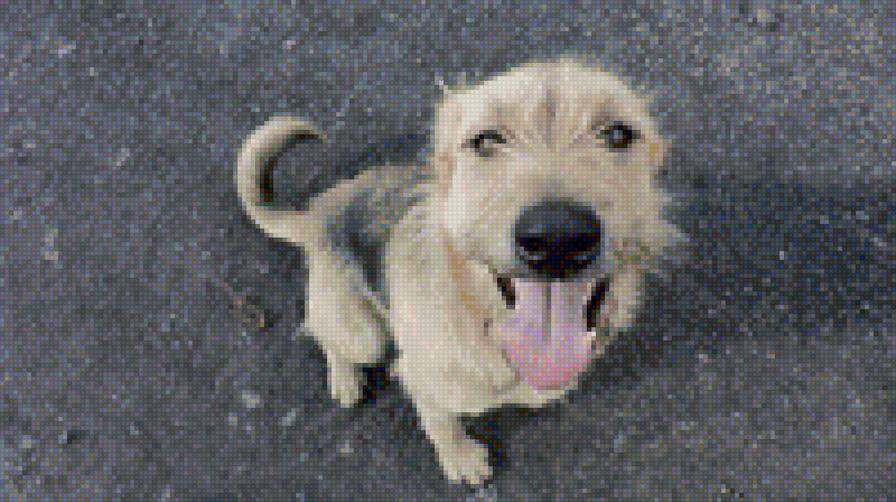 Самый верный - верность, большие собаки, собаки - предпросмотр