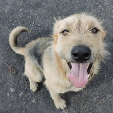 Самый верный