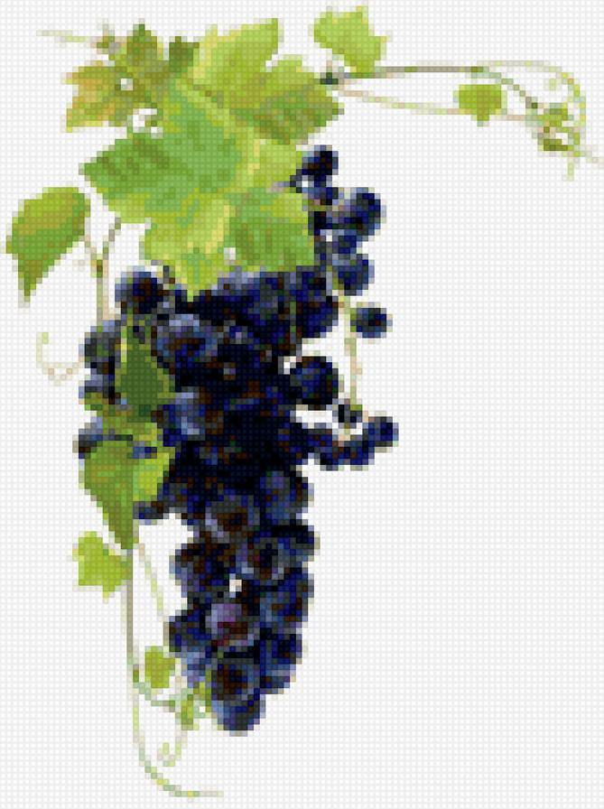 Виноград - виноград - предпросмотр