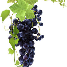 Виноград